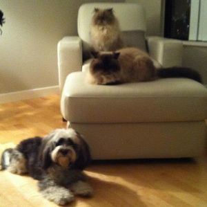 Meet your Posher, Carole